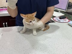 -思琪宠物医院(昆山花桥店)