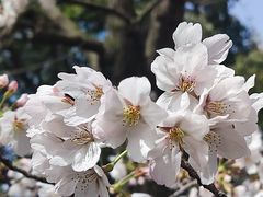 -高东镇樱花园