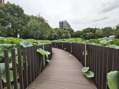 -陈家山荷花公园
