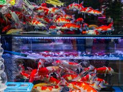 -青石桥花鸟鱼虫市场(叠翠城店)