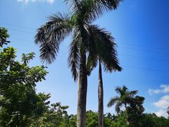 -西双版纳傣族园