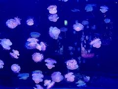 -欢乐海岸海洋奇梦馆