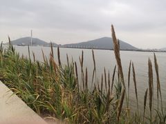 -芒洲湿地公园