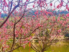 -南国桃园旅游度假区