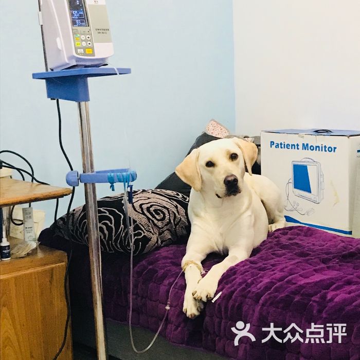 成都圣心动物医院图片-北京宠物医院-大众点评网