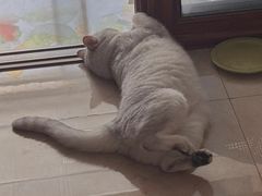 -爱哆宠物医院·骨科·外科·猫科