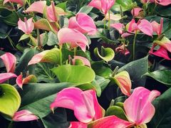-上海鲜花港