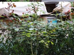 -龙猫意杯花园餐厅(芙蓉湖店)