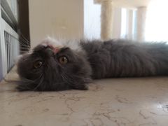 -名猫咖啡馆·撸猫·拼豆