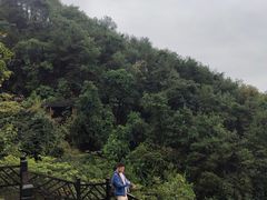 -铁山坪森林公园