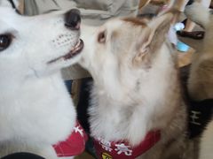 -Husky Go! 哈士奇体验馆·宠物咖啡厅狗咖