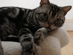 -有喵·猫咖·狗咖·30几只猫10只小狗(岗厦店)