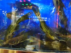 -蛙一刀·麻椒鱼火锅(金仙桥店)