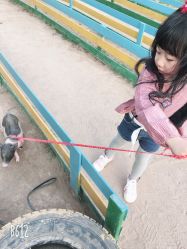 -上美四季动物农场