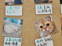 -楼上猫咖(罗湖店)