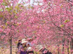 -天适樱花悠乐园