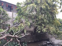 -小洲村