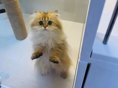 -十月米努特矮脚猫舍