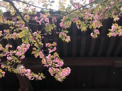 -西安青龙寺遗址景区