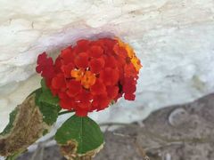 -西沃古尔·拉姆古兰爵士国际机场