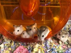 -钓仓鼠(洋桥北里小区店)