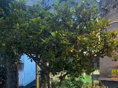 -树厨贵州菜(铜仁花果山店)
