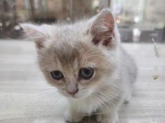 -飞行喵MR PILOT|猫舍·猫咖(静安大融城店)
