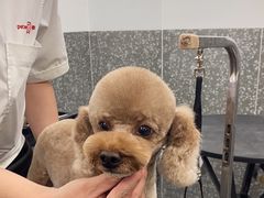-宠物家(双井店)