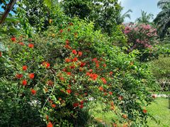 -中国科学院西双版纳热带植物园