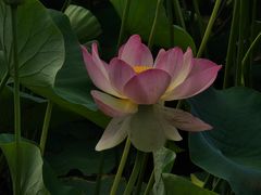 -墨尔本皇家植物园