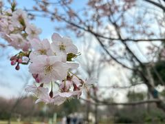 -顾村公园