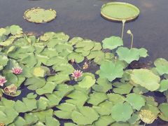 -微山湖红荷湿地景区