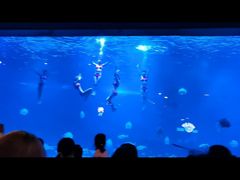 -烟台海昌鲸鲨海洋公园