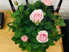 -龙大花卉苗木市场