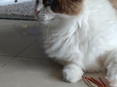 -珠海悠米米努特矮脚猫舍