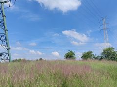 -王借岗森林公园