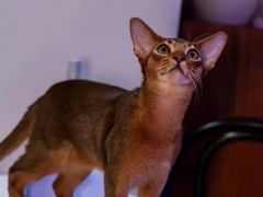 -猫十亿·布偶金渐层·曼基康矮脚猫舍(青年路店)