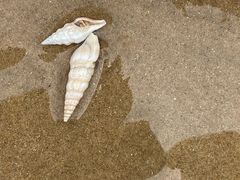 -阿弟特色海鲜餐厅·大排档(平潭店)