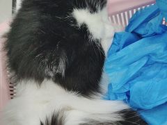 -安格丽娜·狗咖·猫咖羊驼咖(春熙路百盛商场店)