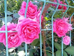 -武汉大学人民医院(首义院区)