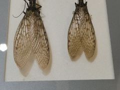 -上海昆虫博物馆