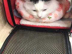 -凯特喵百思猫专科医院