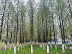 -泰州凤城河风景区-泰山公园