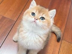 -东方名猫馆·英短金渐层布偶猫舍(环线广场1号楼店)