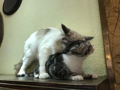 -more than meow吴止猫主题餐厅(承德 中船汇店)