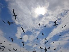 -海驴岛(荣成市)