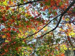 -铁山坪森林公园