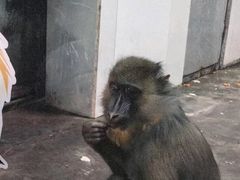 -西安秦岭野生动物园