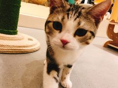 -飞行喵MR PILOT|猫舍·猫咖(静安大融城店)