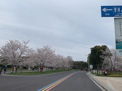 -羊山湖公园